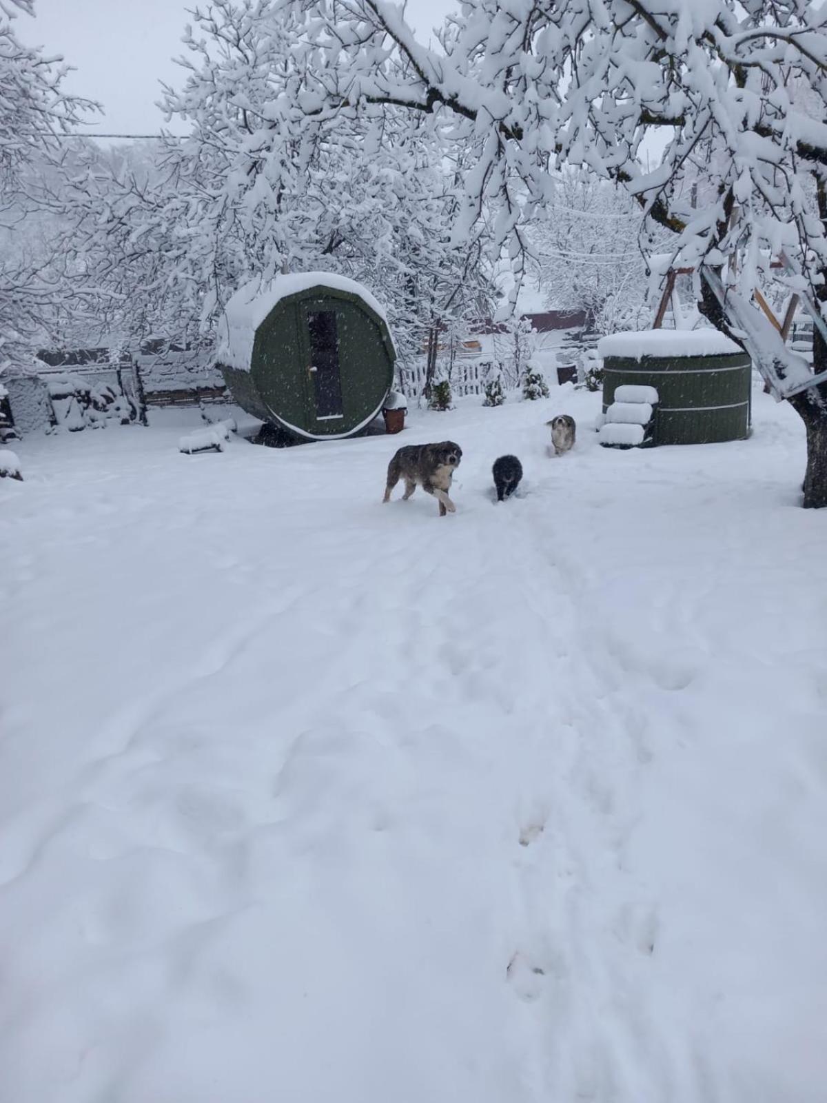 Willa Casa Bunicilor Ciprian Porumbescu Zewnętrze zdjęcie